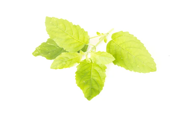 Ocimum Sanctum White Background — Stock Photo, Image