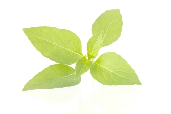 Hojas Albahaca Fresca Sobre Fondo Blanco — Foto de Stock