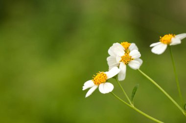 Yeşil doğal arka planda vahşi papatya.