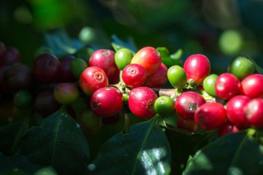Arabica Ağaçta olgunlaşan kahve meyvesi.