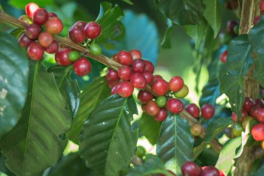 Arabica Ağaçta olgunlaşan kahve meyvesi.