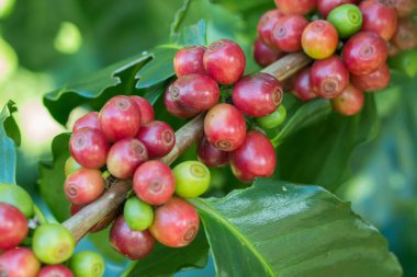 Arabica Ağaçta olgunlaşan kahve meyvesi.