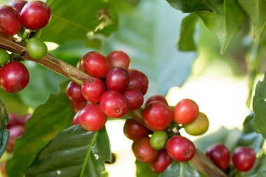 Arabica Ağaçta olgunlaşan kahve meyvesi.