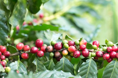 Arabica Ağaçta olgunlaşan kahve meyvesi.