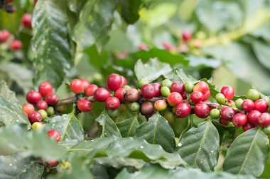 Arabica Ağaçta olgunlaşan kahve meyvesi.