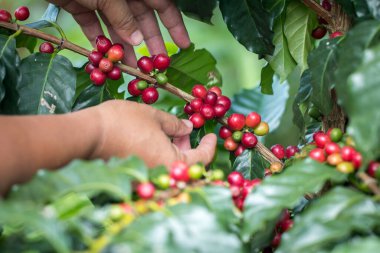 Çiftçi el, organik çiftlikteki bitkinin üzerinde olgunlaşan Arabrica kahvesi içiyor..