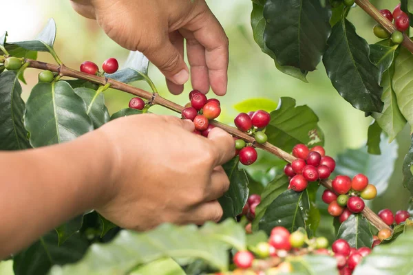 Mão Agricultor Está Colhendo Arabrica Coffee Berry Amadurecendo Planta Fazenda — Fotografia de Stock