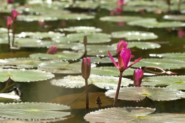 Doğal su havuzunda güzel kırmızı Lotus.
