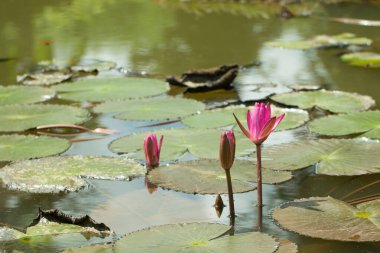 Doğal su havuzunda güzel kırmızı Lotus.