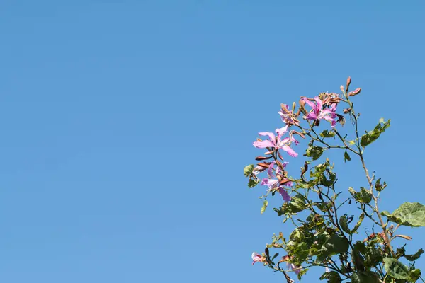 Bauhinia Purpurea Vagy Orchidea Virág Kék Háttér — Stock Fotó