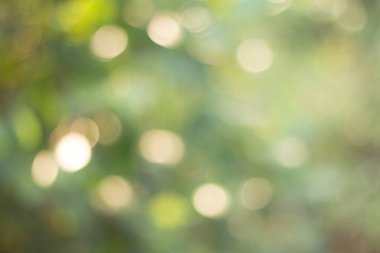 Doğal yeşil arkaplan için soyut bulanıklaştırılmış.