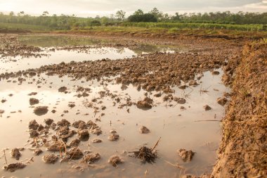 Pirinç tarlası için tarla hazırlanıyor..