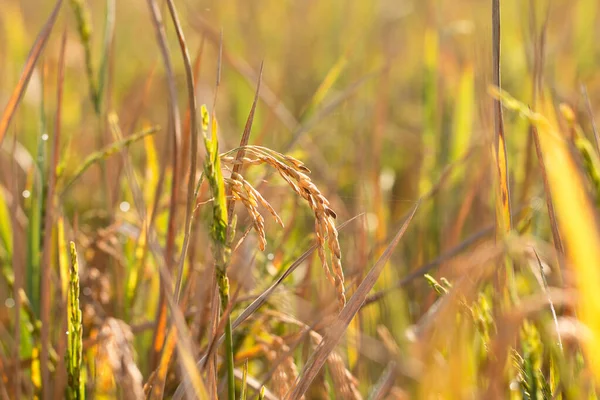 Золотой Органический Рис Пэдди Готов Сбору Урожая Поле — стоковое фото