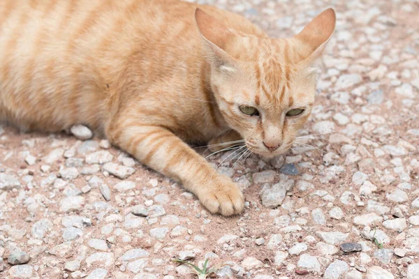 Primer Plano Lindo Gato Amarillo Estancia Suelo — Foto de Stock