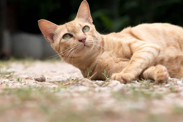 Closeup Cute Yellow Cat Stay Floor — Stock Photo, Image