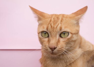 Pembe arka planda sevimli Ginger tekir kedisi.