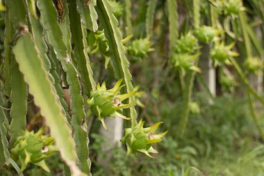 Ejderha meyvesi bitkide, Çiğ Pitaya meyvesi ağaçta, pitaya veya pitahaya Amerika 'ya özgü birkaç kaktüs türünün meyvesidir..