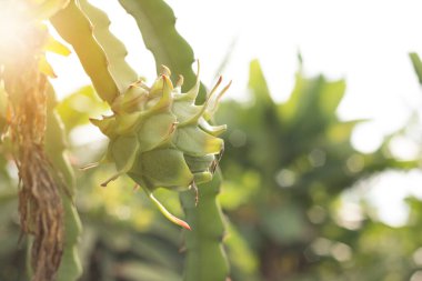 Ejderha meyvesi bitkide, Çiğ Pitaya meyvesi ağaçta, pitaya veya pitahaya Amerika 'ya özgü birkaç kaktüs türünün meyvesidir..