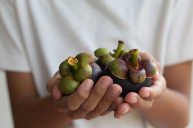 Çiftçi Mangosteen 'leri elinde tutuyor..