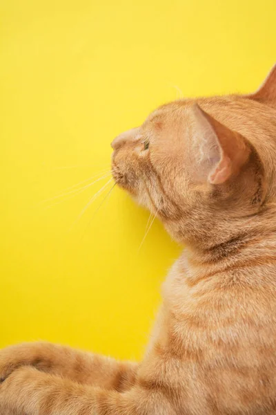 Roztomilý Zázvor Tabby Kočka Žlutém Pozadí — Stock fotografie