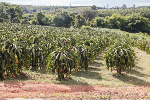 Field of dragon-fruit plantation in Thailand, This is favorite fruit in Asia.