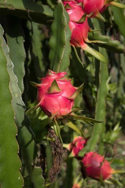 Field Dragon Fruit Plantation Thailand Favorite Fruit Asia — Stock Photo, Image