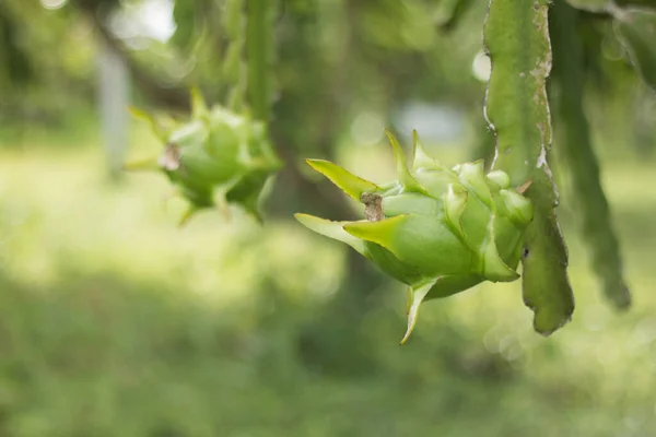 Dračí Ovoce Rostlině Syrové Pitaya Ovoce Stromě Pitaya Nebo Pitahaya — Stock fotografie