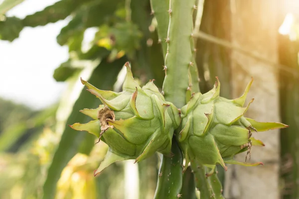 Fruto Del Dragón Planta Fruto Crudo Pitaya Árbol Una Pitaya —  Fotos de Stock