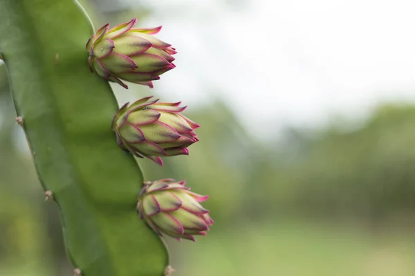 Pitahaya Blume Auf Pflanze Patahaya Baum Oder Drachenfruchtbaum Auf Landwirtschaftlichem — Stockfoto