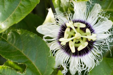 Tutku çiçeğinin (Passiflora incarnata).