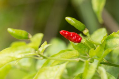 Bitkinin üstünde taze kırmızı biber..