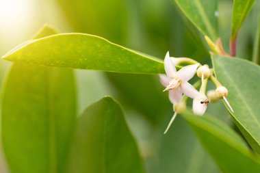 Yeşil gradyan üzerinde küçük pembe tropikal çiçek.