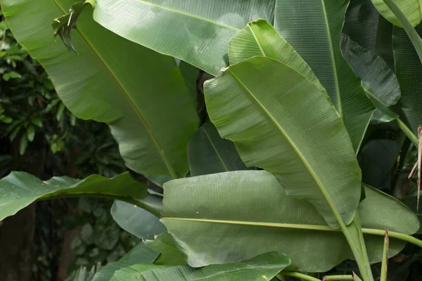 Fechar Árvore Plantação Banana — Fotografia de Stock