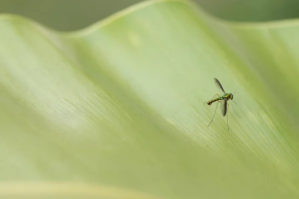 Närbild Långbenta Fluga — Stockfoto