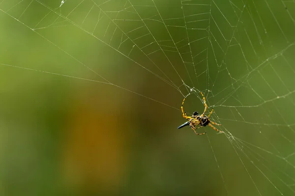 Pavouk Webu — Stock fotografie