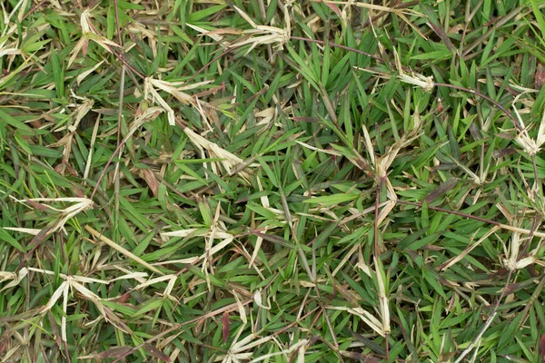 Grünes Gras Von Oben — Stockfoto
