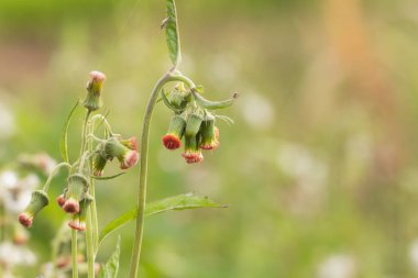 Beyaz çayır çiçeklerini yakın tarlada ya da çimde.
