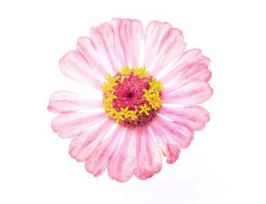 Beyaz arkaplanda Zinnia elegans.