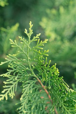 Çam yaprakları, Evergreen Thuja arka planı, Kış ağacı ve Noel ağacı arka planı kavramı.