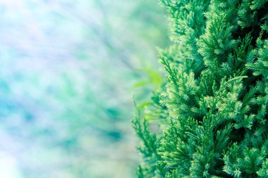 Çam ağacı, Evergreen ardıç arkaplanı. Noel ve Kış duvar kağıtları.