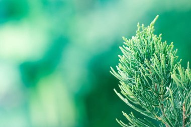 Çam ağacı, Evergreen ardıç arkaplanı. Noel ve Kış duvar kağıtları.