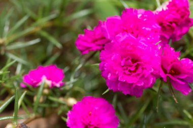 Bahçede Portekiz çiçeği.