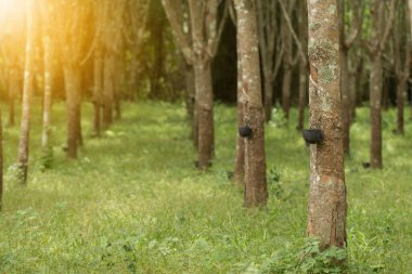 Lastik ağaçtan gelen musluk suyu..