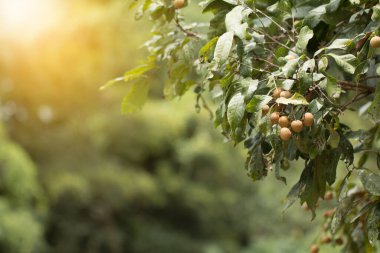 Longan meyveleri, longan ağaçları..