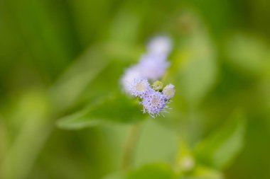 Beyaz çayır çiçeklerini yakın tarlada ya da çimde.
