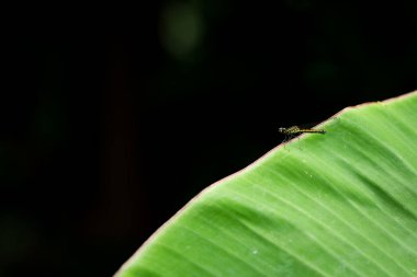 Küçük, güzel bir yusufçuk sineğine yakın doğadaki en iyi sivrisinek katilidir..