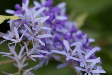 Bir buket Petrea Çiçeği asmanın üstünde.