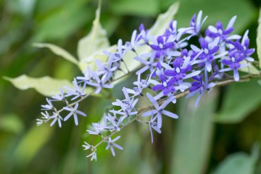 Bir buket Petrea Çiçeği asmanın üstünde.