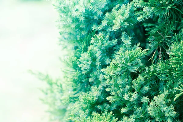 Пайн Дерева Evergreen Juniper Background Різдвяний Зимовий Шпалери — стокове фото
