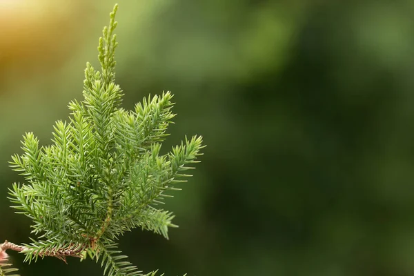 Pine Tree Evergreen Juniper Background Christmas Winter Wallpaper — Stock Photo, Image